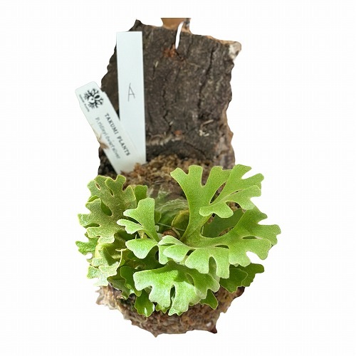 コウモリラン(ビカクシダ) リドレイ ドワーフ シルバー 個体A(現品