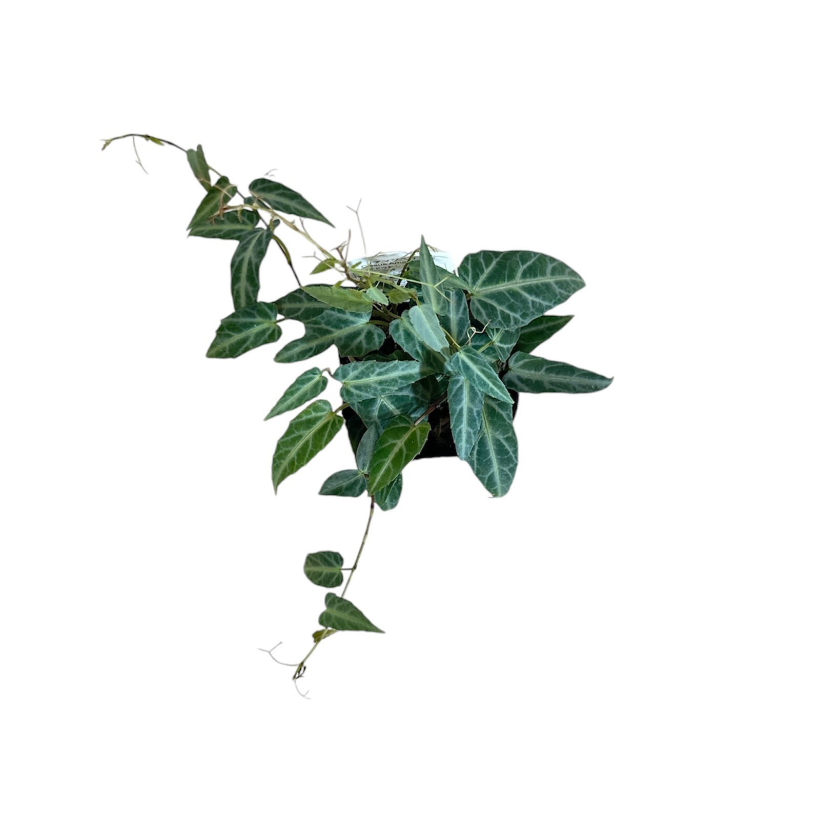 シッサス アマゾニカ 3号ポット｜芳樹園オンラインショップ