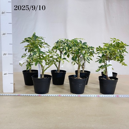 シェフレラ ソフィア(斑入り) 3.5号｜芳樹園オンラインショップ
