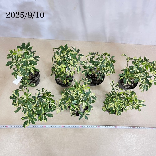 シェフレラ ソフィア(斑入り) 3.5号｜芳樹園オンラインショップ