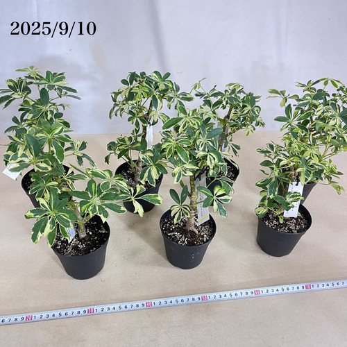 【美株】シェフレラ・ソフィア 斑入り 古木仕立て 観葉植物① 現品限り】シェフレラ ソフィア 斑入り/ Schefflera arboricola sofia