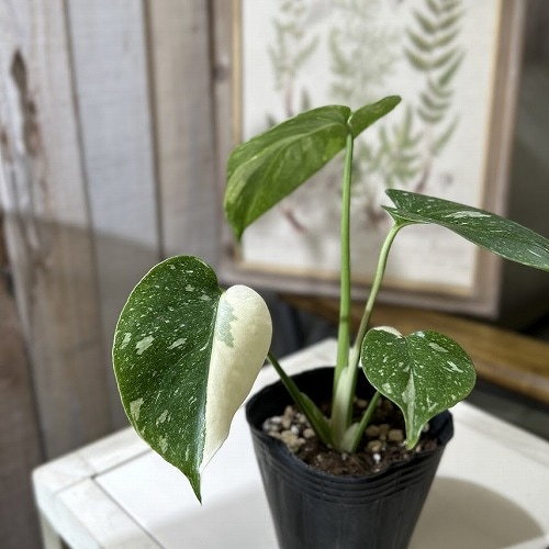 モンステラ タイコンステレーション(斑入り) 3号ポット(個体おまかせ1