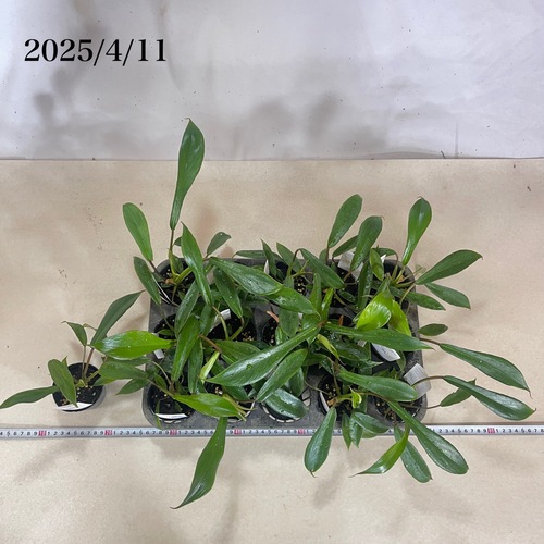 フィロデンドロン ジョエピー(ジョーピー) 2.5号ポット｜芳樹園