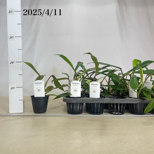 メルカリ便【フィロデンドロン・ジョーピー　var.】 メルカリ便【フィロデンドロン・ジョーピー var.】 2025年最新