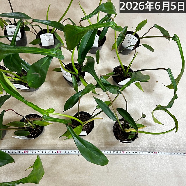 フィロデンドロン ジョエピー(ジョーピー) 2.5号ポット(個体おまかせ1