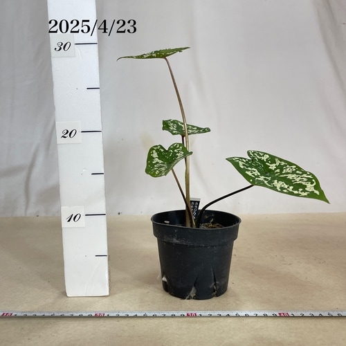 カラジウム(カラジューム) カモフラージュ 4号(個体おまかせ1鉢