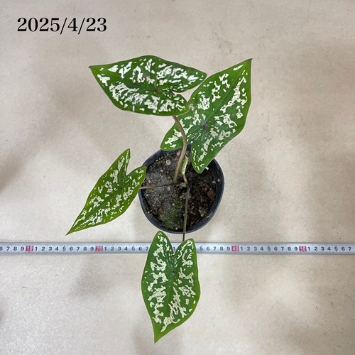 カラジウム(カラジューム) カモフラージュ 4号(個体おまかせ1鉢