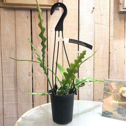 エピフィルム アングリガー 3.5号吊り鉢｜芳樹園オンラインショップ