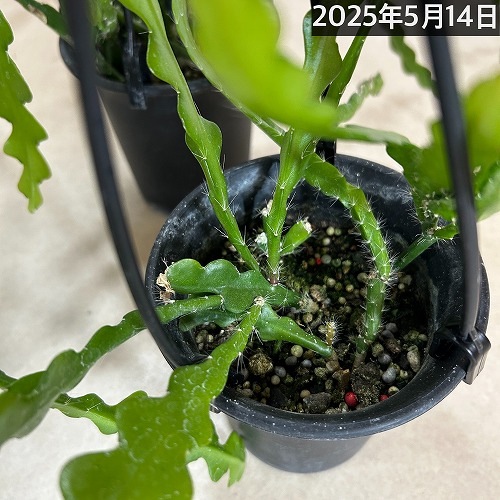 エピフィルム アングリガー 3.5号吊り鉢｜芳樹園オンラインショップ