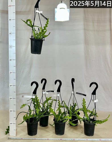 エピフィルム アングリガー 3.5号吊り鉢｜芳樹園オンラインショップ