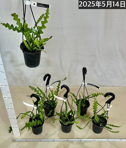 エピフィルム アングリガー 3.5号吊り鉢｜芳樹園オンラインショップ