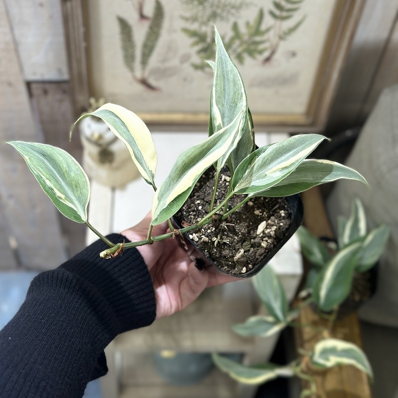 フィロデンドロン レオ(斑入り) 3号ポット(個体おまかせ1鉢)｜芳樹園