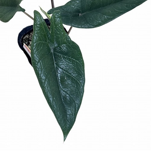 クレオ様専用】アロカシア スカルプラム 【公式通販】