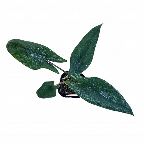 アロカシア スカルプラム 3号ロングポット(個体おまかせ1鉢)｜芳樹園