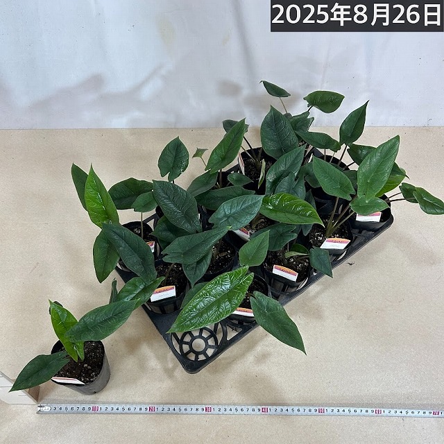 アロカシア スカルプラム 3号ロングポット(個体おまかせ1鉢)｜芳樹園