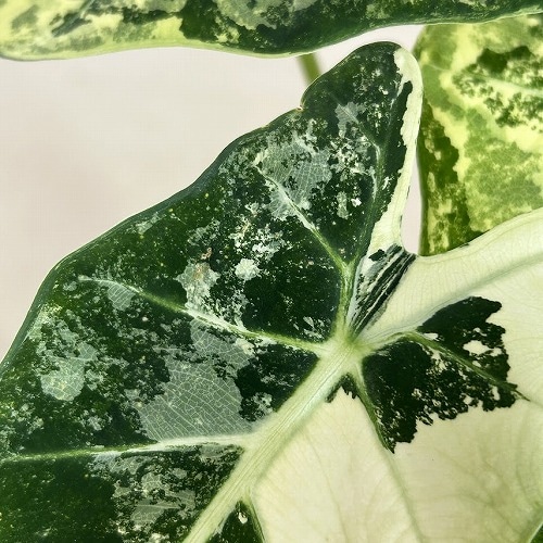 アロカシア グリーンベルベット バリエガータ(グリーンバタフライ