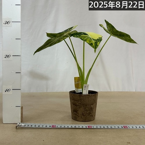 アロカシア グリーンベルベット バリエガータ(グリーンバタフライ