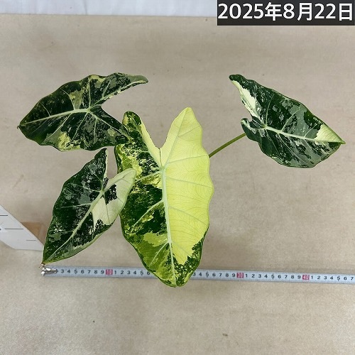 アロカシア　斑入り　２種 アロカシア 'グリーンベルベット バリエガータ(斑入り)' 2号