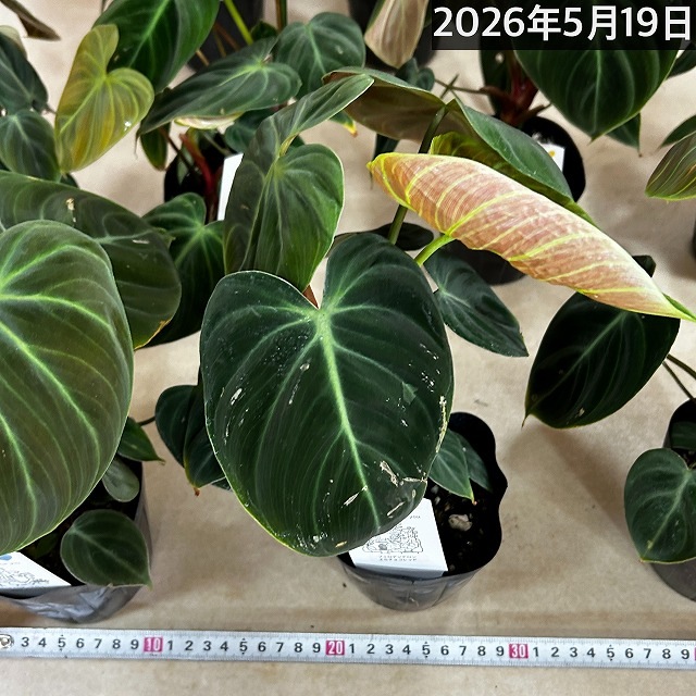 フィロデンドロン エルチョコレッド※葉傷みあり 3.5号ポット(個体