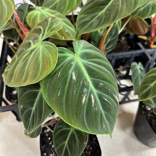 葉傷みあり】フィロデンドロン エルチョコレッド 3.5号ポット(個体