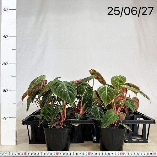 葉傷みあり】フィロデンドロン エルチョコレッド 3.5号ポット(個体