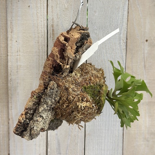 コウモリラン(ビカクシダ) リドレイ ドワーフ シルバー 個体C(現品