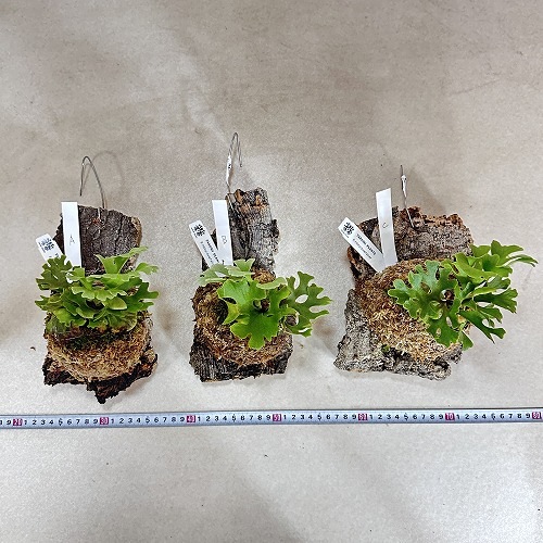 コウモリラン(ビカクシダ) リドレイ ドワーフ シルバー 個体C(現品