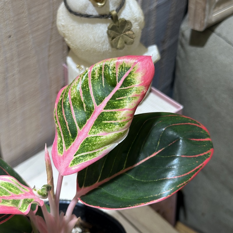 ★ポットごと♡ロータス デライト♡アグラオネマ♡希少♡観葉植物 アグラオネマ ロータスデライト 3号ポット(個体おまかせ1鉢)｜芳樹園