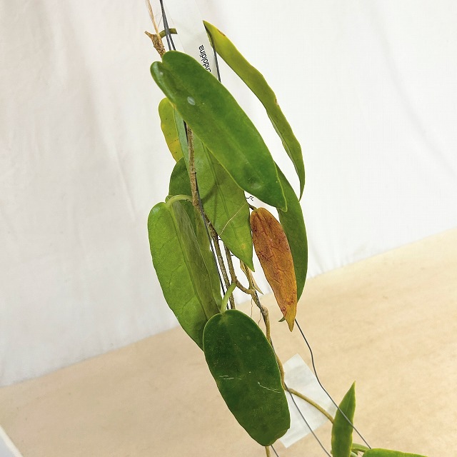 ホヤ アーチボルディアナ 長尺吊り仕立て(現品)｜芳樹園オンラインショップ