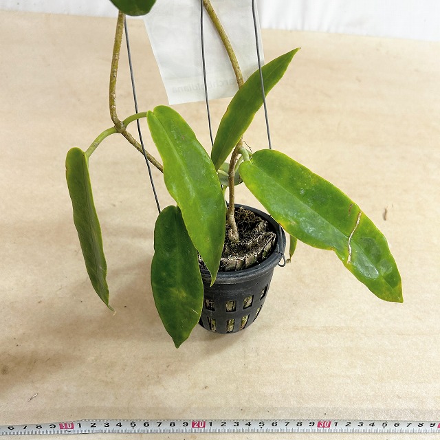 ホヤ アーチボルディアナ 長尺吊り仕立て(現品)｜芳樹園オンラインショップ