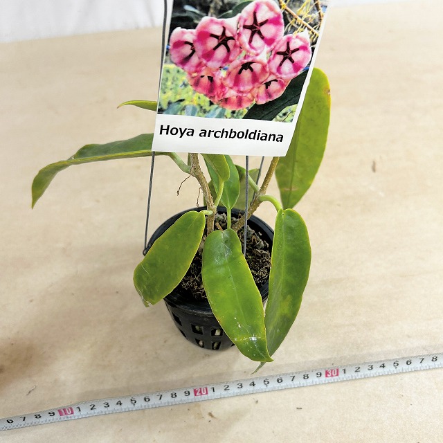 ホヤ アーチボルディアナ 長尺吊り仕立て(現品)｜芳樹園オンラインショップ