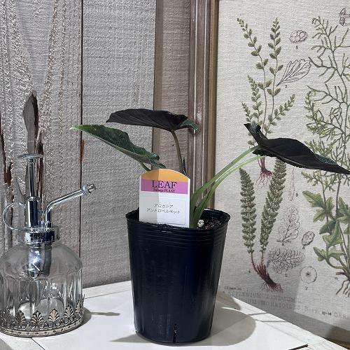 アロカシア アントロベルベット 3号ロングポット(個体おまかせ1鉢