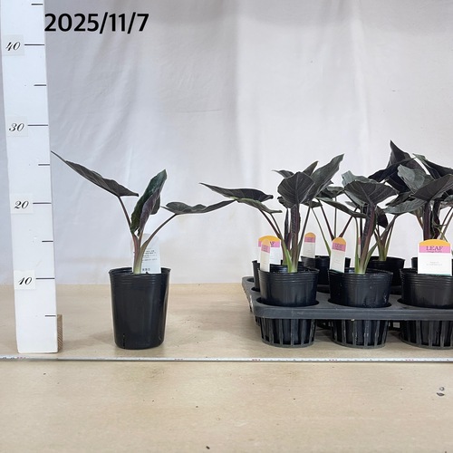 アロカシア アントロベルベット 3号ロングポット(個体おまかせ1鉢