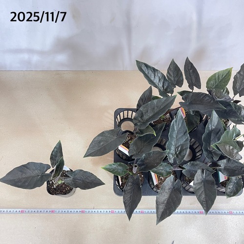 アロカシア アントロベルベット 3号ロングポット(個体おまかせ1鉢