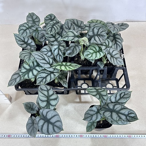 アロカシア シルバードラゴン 3.5号ポット(個体おまかせ1鉢)｜芳樹園