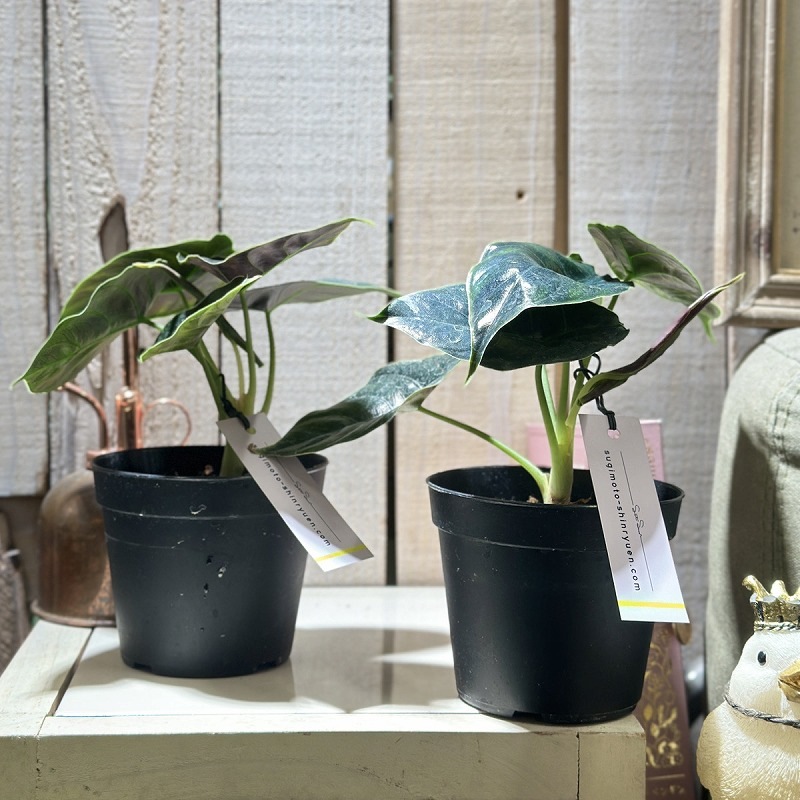 アロカシア アズラニー レッドマンボ 3.5号硬質ポット(個体おまかせ1鉢