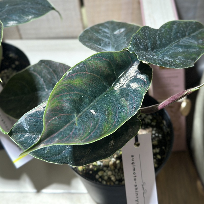 アロカシア アズラニー レッドマンボ 3.5号硬質ポット(個体おまかせ1鉢