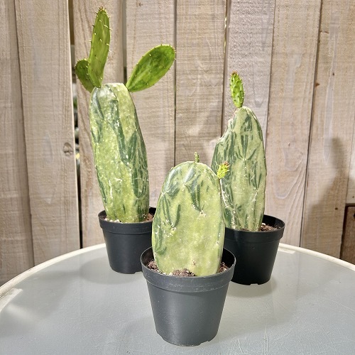 オプンチア コケニリフェラ バリエガータ 3号硬質黒ポット｜芳樹園