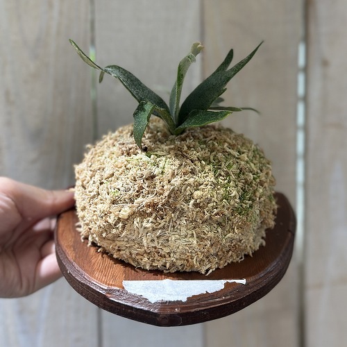 コウモリラン(ビカクシダ) ウィリンキー バクテリア 板付(現品