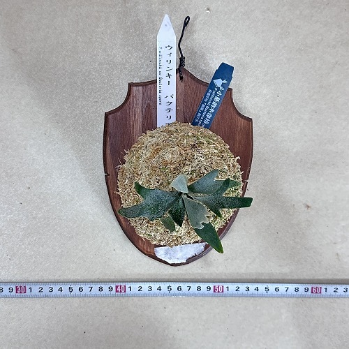 コウモリラン(ビカクシダ) ウィリンキー バクテリア 板付(現品