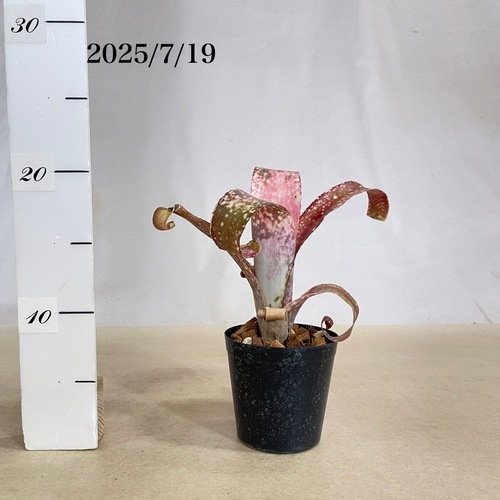 ビルベルギア ポキートブランコ 3号硬質ロングポット(現品