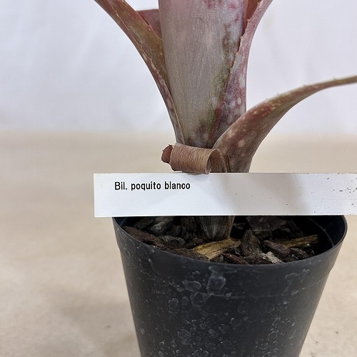 ビルベルギア ポキートブランコ 3号硬質ロングポット(現品)｜芳樹園