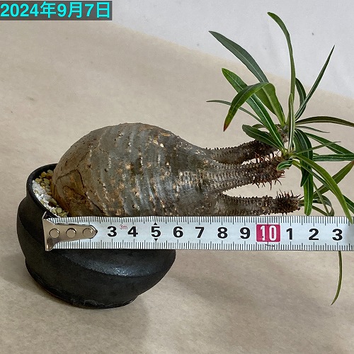アツ　グラキリス isla del pescado - Pachypodium rosulatum var. gracilius f