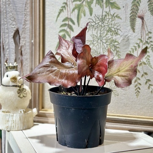 カラジウム(カラジューム) ブラックナイト 4号(個体おまかせ1鉢