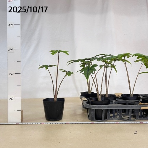 アロカシア ジャックリン 3.5号ポット(個体おまかせ1鉢)｜芳樹園