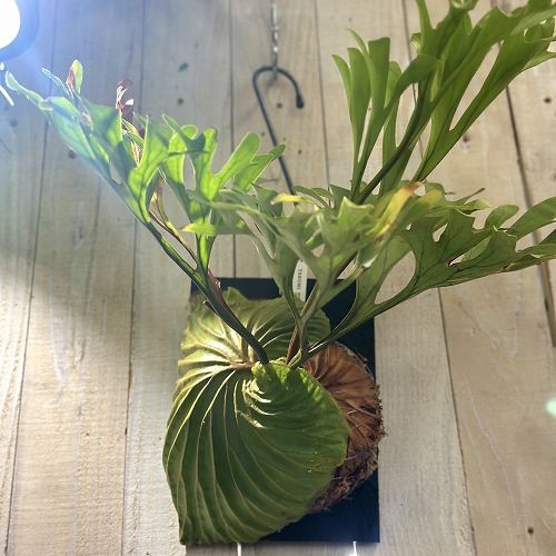 コウモリラン(ビカクシダ) リドレイ ワイルド 板付(現品)｜芳樹園