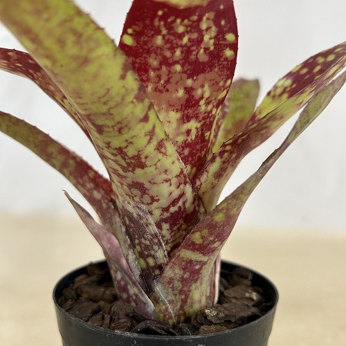 ネオレゲリア：ワイルドラビット 3号[希少観葉][ブロメリア