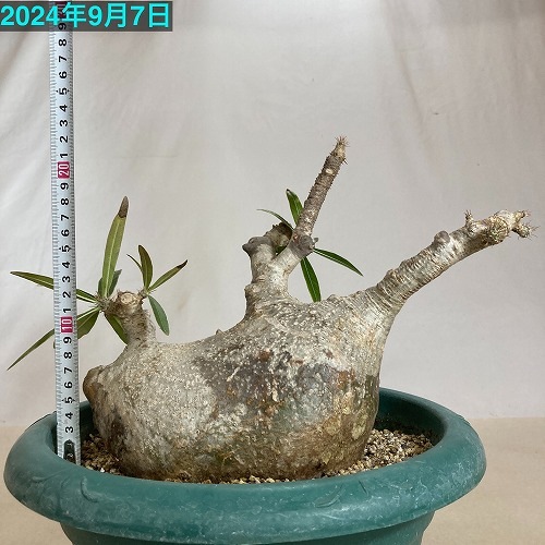 訳あり)パキポディウム ロスラツム グラキリス 10号鉢｜芳樹園
