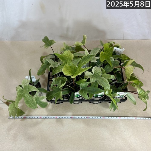 フィロデンドロン　フロリダゴーストミント　b フィロデンドロン・フロリダ・ゴースト・ミント成長記録・育て方