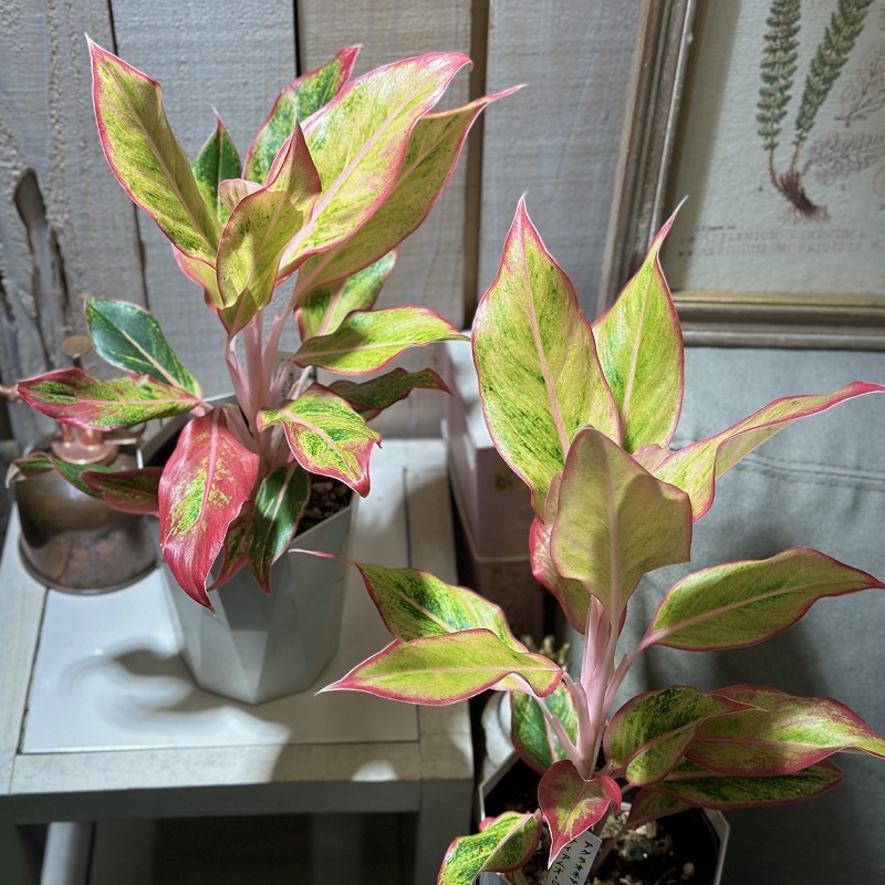 アグラオネマ サイアムオーロラオレンジ 4号白鉢(個体おまかせ1鉢